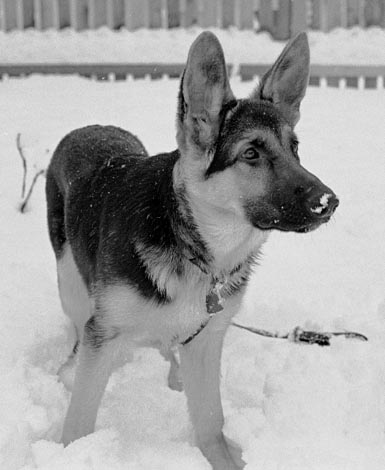 Oakes in the snow at 5 months