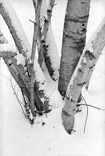 Birch Trunks in Snow